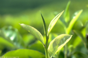 <em>生物科學(xué)</em>、農(nóng)學(xué)、園藝等專業(yè)：《<em>植物</em><em>學(xué)</em>》<em>課程</em><em>思</em>政<em>案例</em>