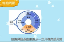 細(xì)胞周期