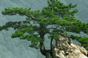 松科松屬植物—松