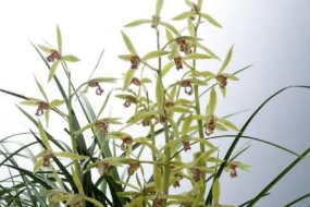 帶你了解<em>蘭花</em>