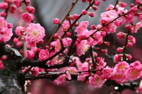 薔薇<em>科</em>李<em>屬</em><em>植物</em>—梅