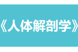課件：康復(fù)治療學(xué)、護(hù)理學(xué)、助產(chǎn)學(xué)專業(yè)《人體解剖學(xué)》