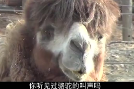 駱駝吃得正<em>香</em>時，突然一個粉色“<em>肉</em>球”從嘴里蹦出來，這是怎么回事<em>呢</em>？