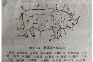 豬體表各部位<em>名稱</em>
