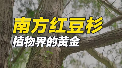 南方紅豆杉，集藥用、材用、觀賞價值于一身的珍稀樹種