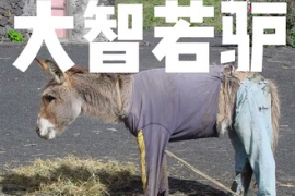 驢：不要再說驢蠢啦，驢子<em>的</em>智慧你<em>難以</em>想象。