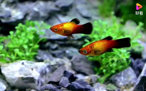 國外達(dá)人自制水族生態(tài)<em>魚缸</em>，美爆了