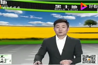 懷孕<em>母豬</em><em>的</em><em>飼養(yǎng)</em><em>管理</em>