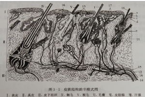 皮膚<em>結(jié)構(gòu)</em>的半<em>模式</em><em>圖</em>