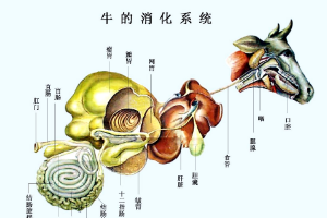 牛<em>的</em><em>消化系統</em>