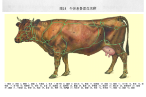 <em>牛</em>體解剖<em>圖</em>詳解
