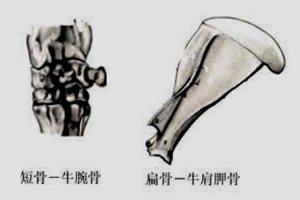 骨<em>的</em><em>形態(tài)</em>分類(lèi)