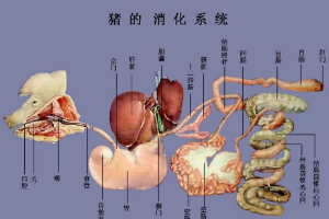 <em>牛頭</em>縱剖面