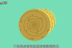 干草：青飼料的<em>加工</em><em>產品</em>