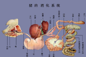 豬<em>的</em><em>消化系統</em>