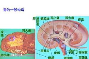 <em>腎</em>的一般<em>構造</em>