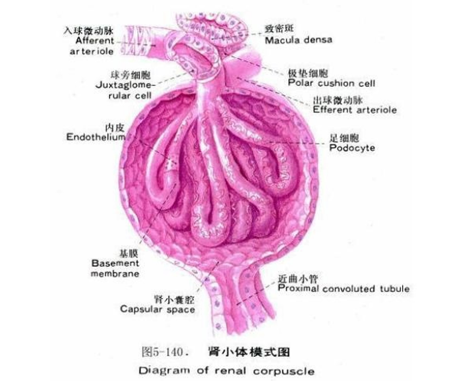 <em>腎</em>小體<em>模式</em><em>圖</em>