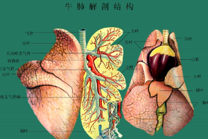 <em>牛</em>肺解剖<em>結(jié)構(gòu)</em>