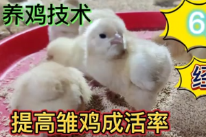 養(yǎng)雞技術，做好這6點，雞苗幾乎零傷亡