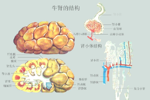 <em>牛</em>腎<em>的</em><em>結構</em>