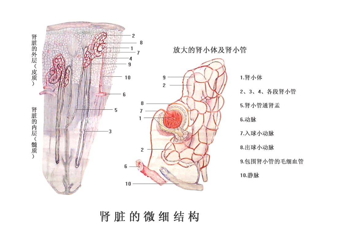 <em>腎臟</em><em>的</em>微細結構
