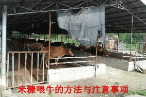 畜禽智能化養殖專業《米糠<em>喂</em><em>牛</em><em>的</em>方法與注意事項》