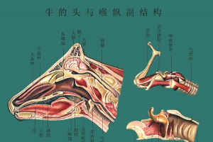 牛的頭與喉縱<em>剖</em>結構
