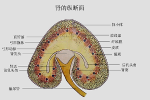 <em>腎</em><em>的</em>縱斷面