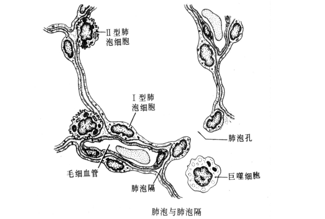 肺泡<em>與</em>肺泡<em>隔</em>