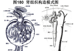 <em>腎</em>組織構造<em>模式</em><em>圖</em>