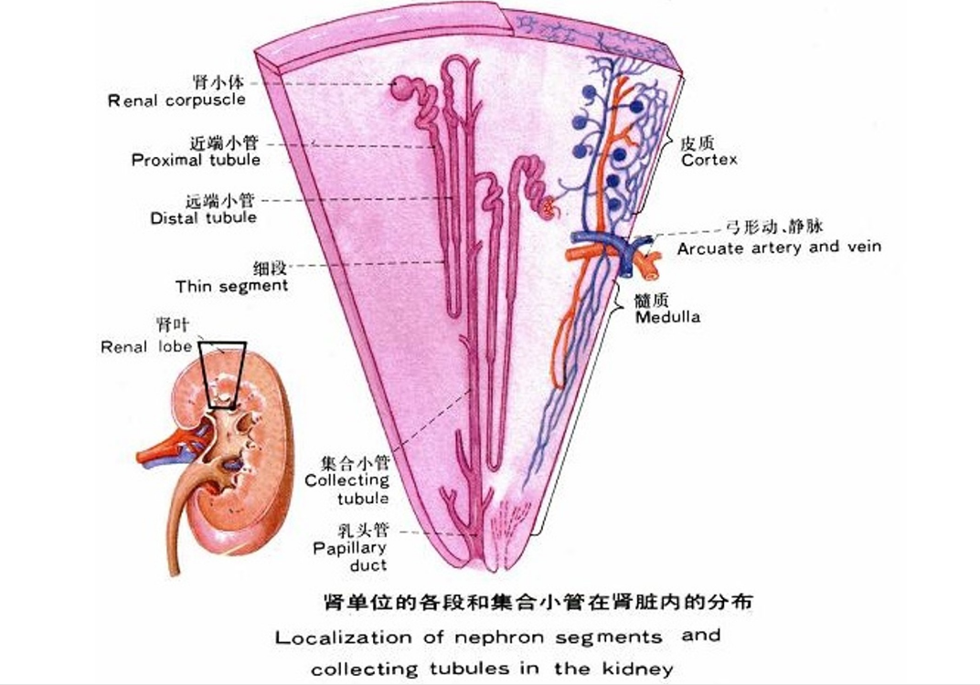 腎單位<em>的</em>各段和集合小管在<em>腎臟</em>內<em>的</em>分布