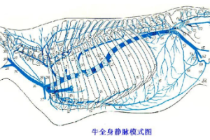<em>牛</em>全身經脈模式<em>圖</em>