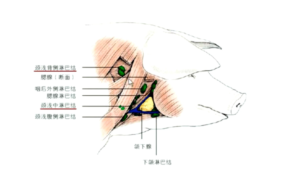 豬<em>體</em>頸部主要<em>淋巴結</em>
