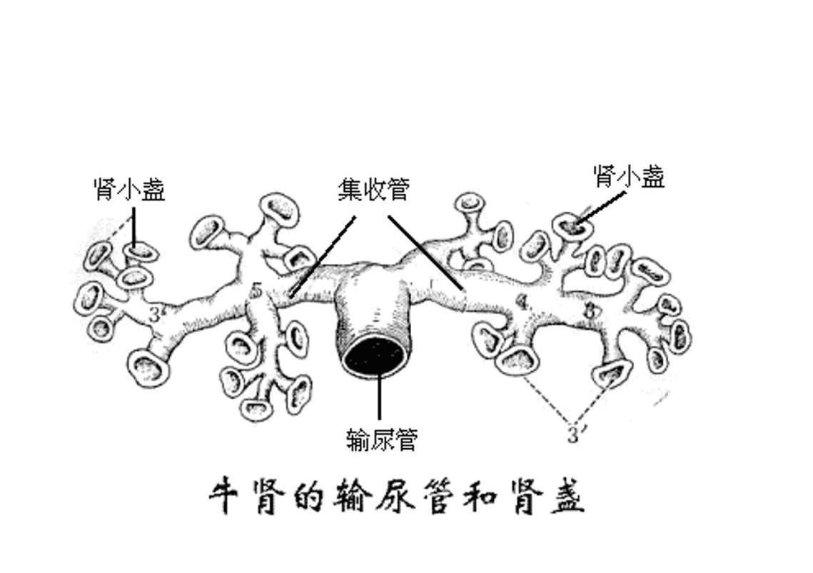 牛<em>腎</em><em>的</em>輸尿管和<em>腎</em>盞