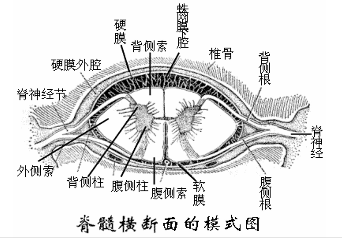 <em>脊髓</em>橫截斷面的模式圖