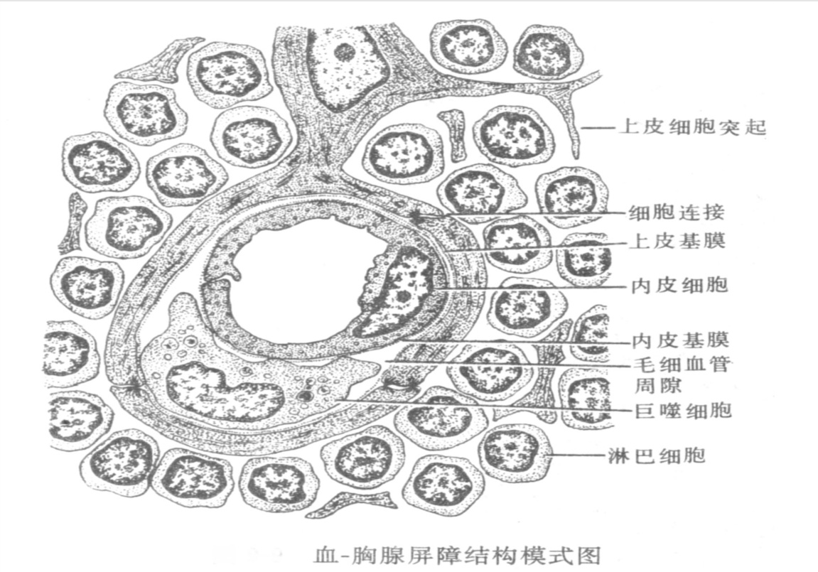 血—胸腺屏障結構模式圖
