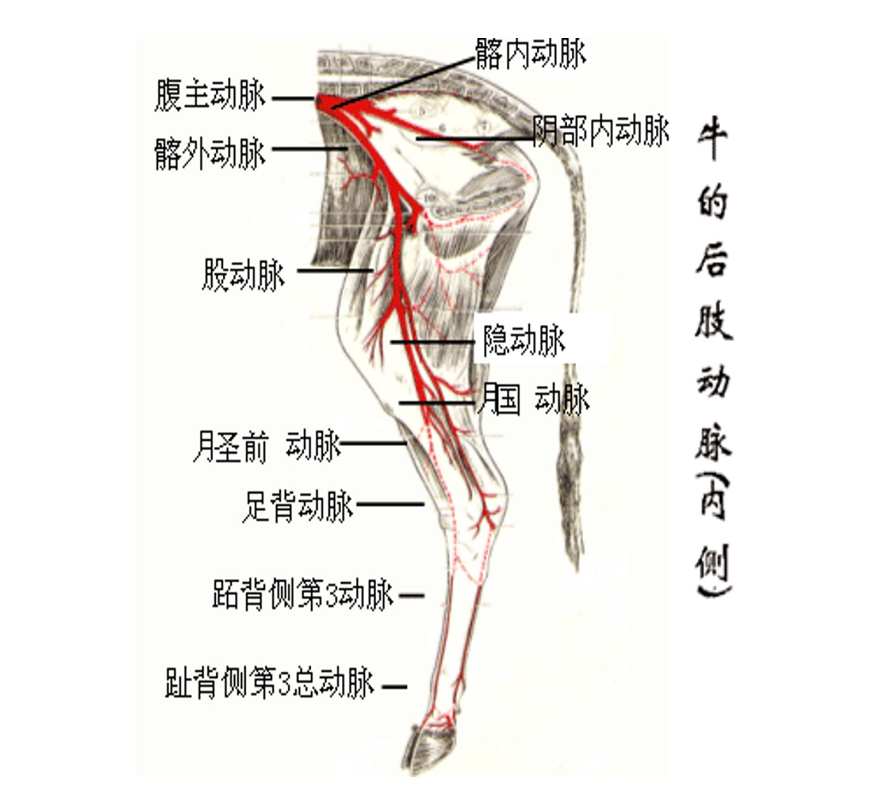 牛的后肢動脈（<em>內(nèi)側</em>）