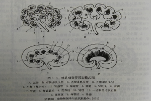 <em>哺乳</em><em>動物</em>腎類型模式圖