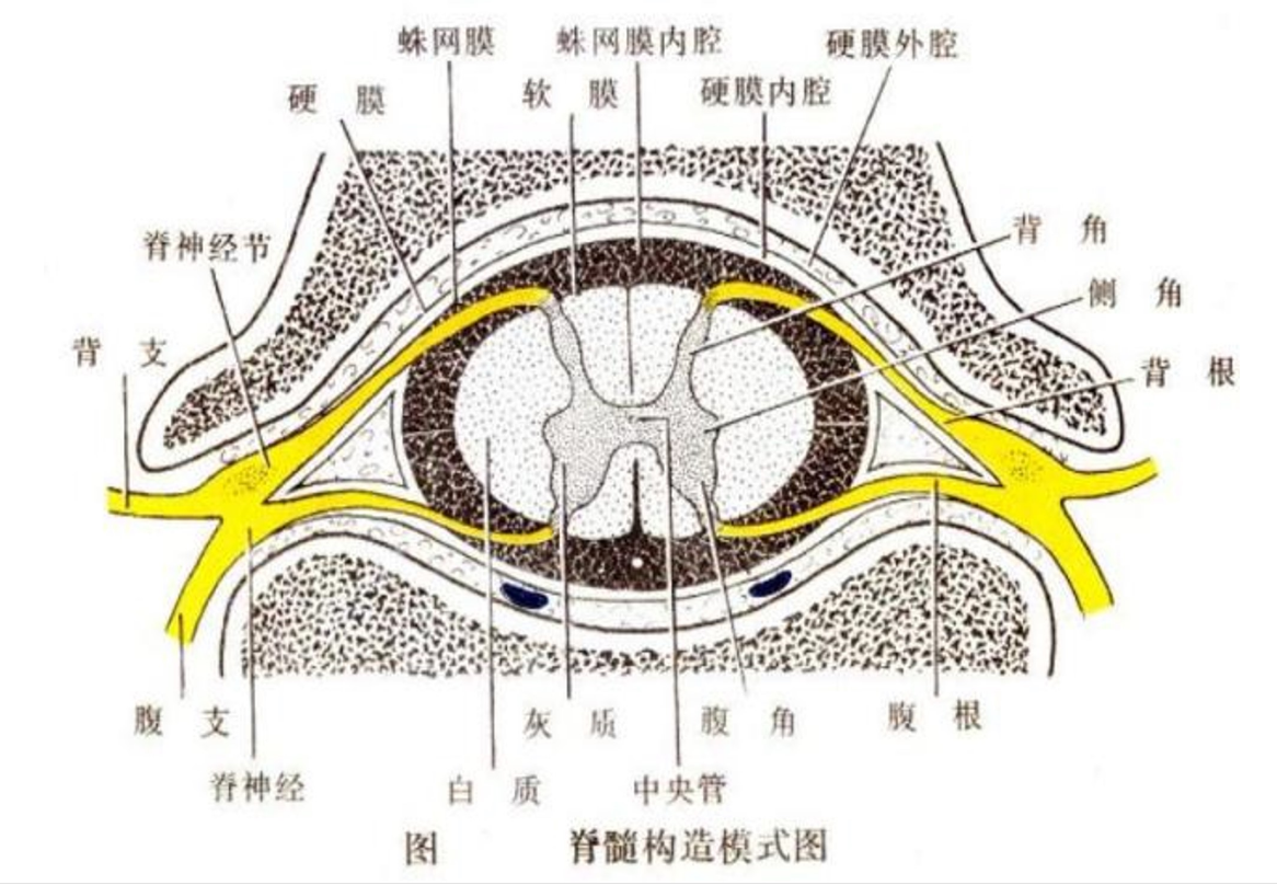 脊髓<em>構造</em><em>模式</em><em>圖</em>