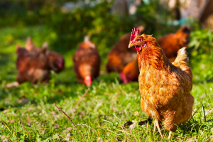 <em>飼料</em><em>與</em>動物營養<em>專業</em>：《雞營養工程<em>技術</em>》<em>課程</em><em>思</em><em>政</em><em>課堂教學</em><em>設計</em>