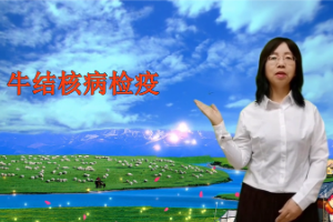 <em>微</em><em>課</em>：畜牧獸醫(yī)專業(yè)《<em>動物</em>傳染病—牛結(jié)核病<em>檢疫</em>技術》