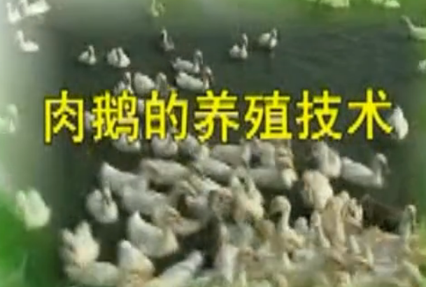 <em>養</em><em>鵝</em><em>養殖</em><em>一點</em><em>通</em> 3