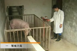 冬季妊娠母豬飼養 肥豬飼養 生豬新品種(2)