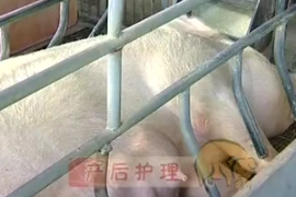 <em>豬</em><em>的</em>產(chǎn)后<em>管理</em>技術(shù)