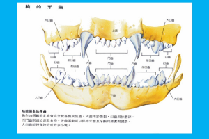 狗的<em>牙齒</em>分布圖