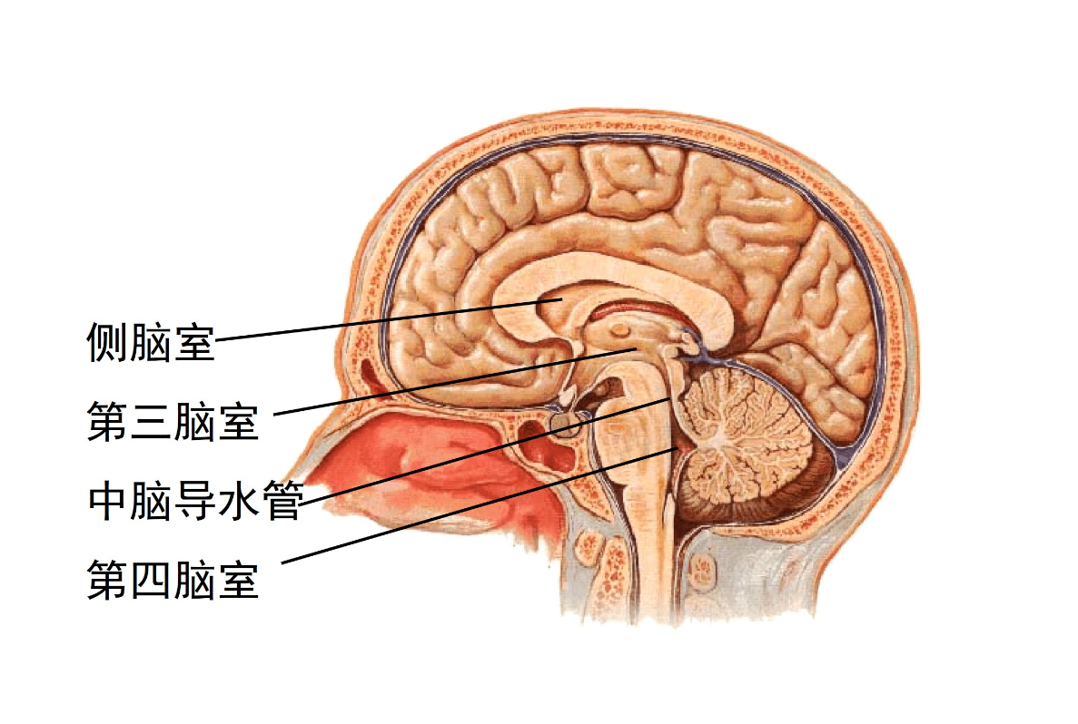 側腦室