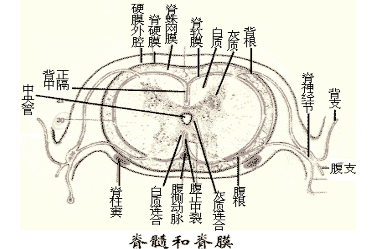 脊髓和脊膜