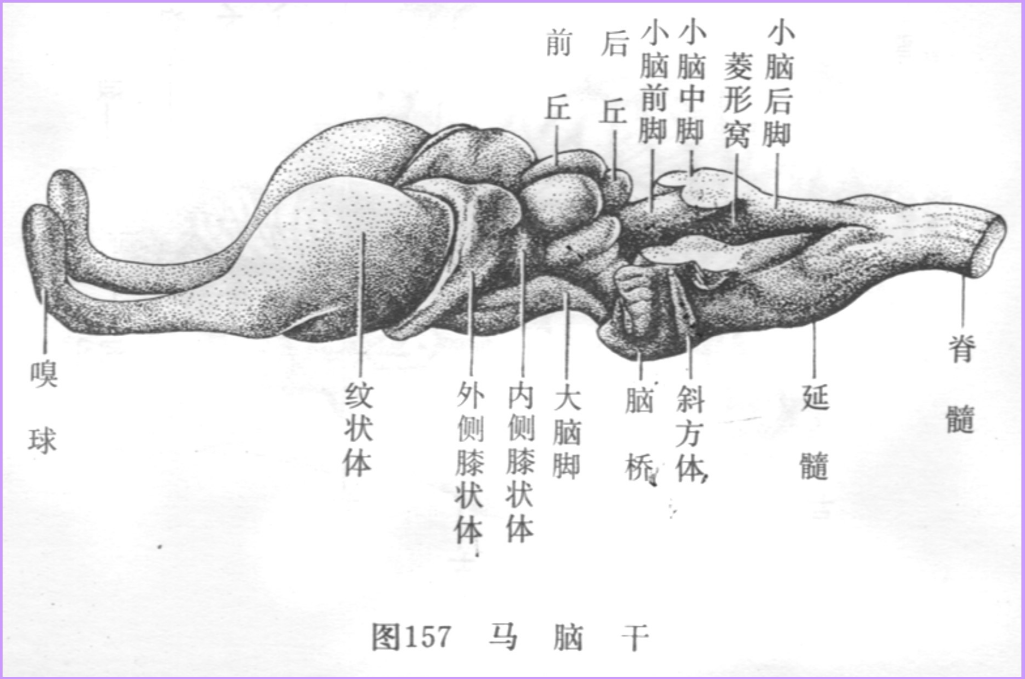 馬<em>腦干</em>