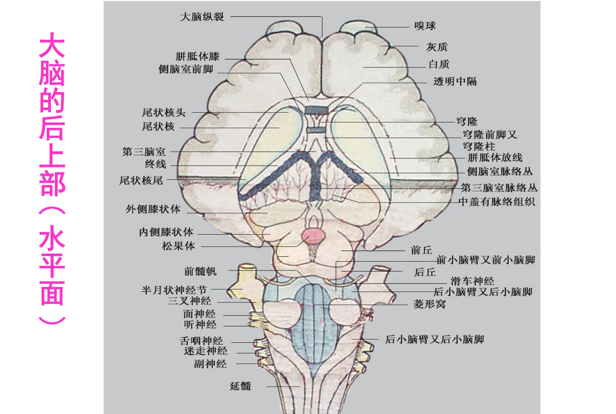 羊大腦的<em>后上</em>部