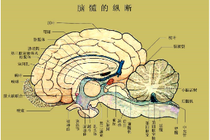 <em>羊</em>腦<em>的</em>腦髓<em>的</em>縱斷